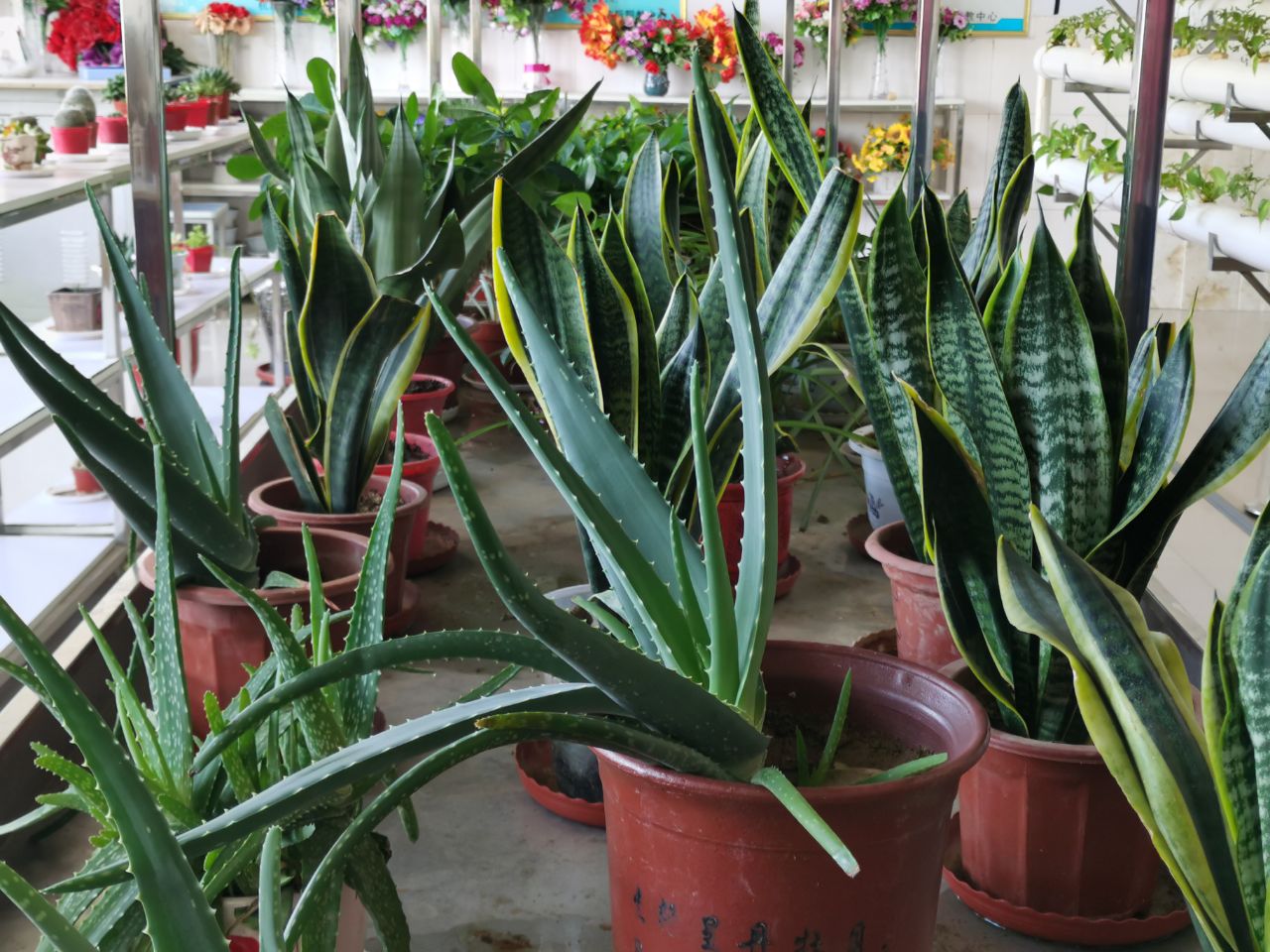 实训室的花花草草.jpg